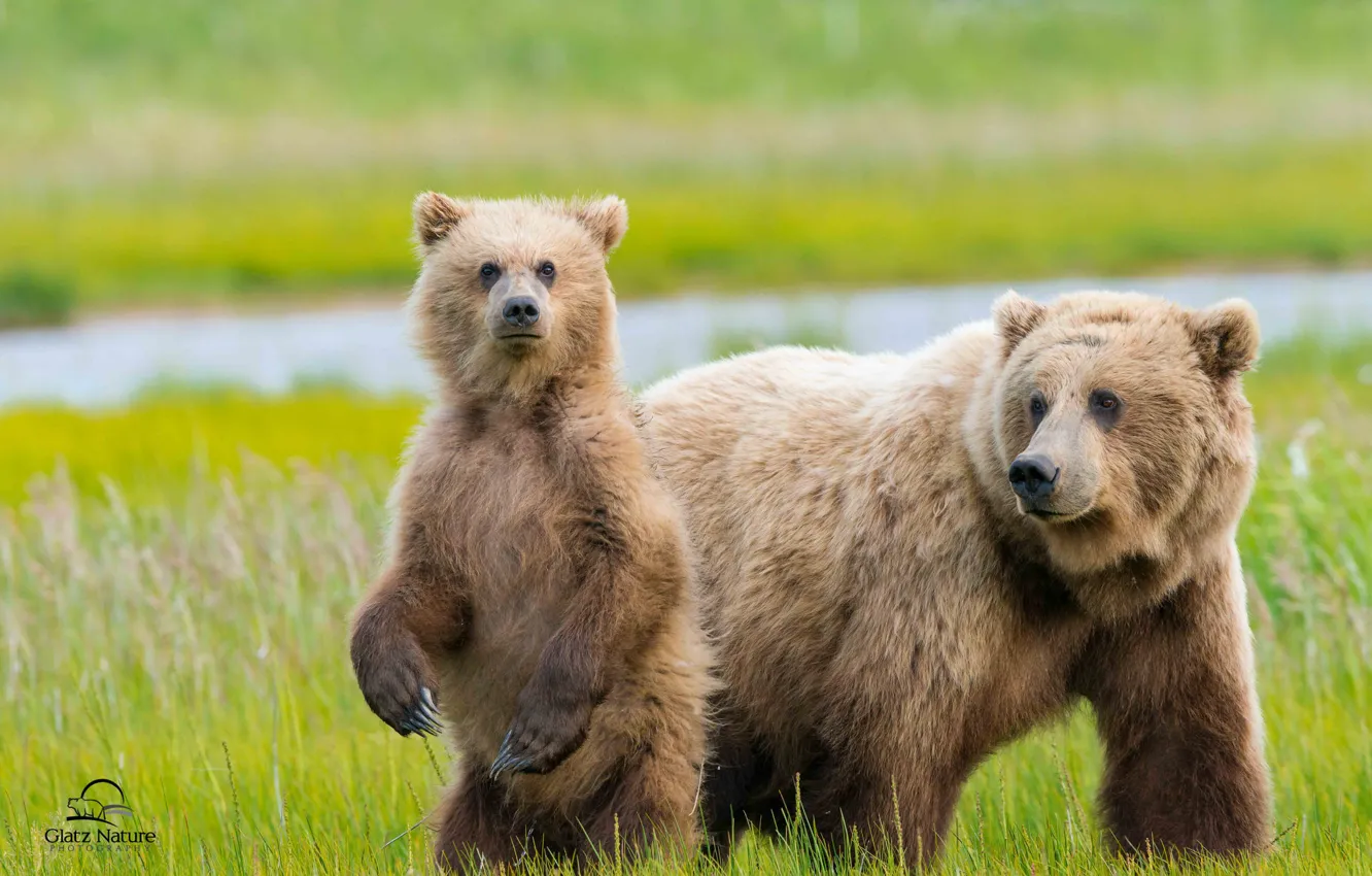 Фото обои медведи, Аляска, луг, медвежонок, детёныш, двое, медведица