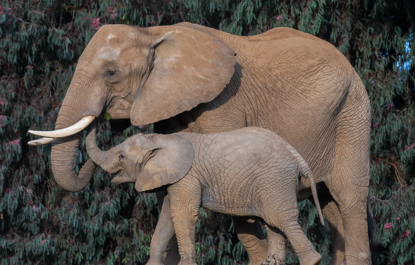 Фото обои детёныш, слоны, бивни, хобот, слониха, слонёнок