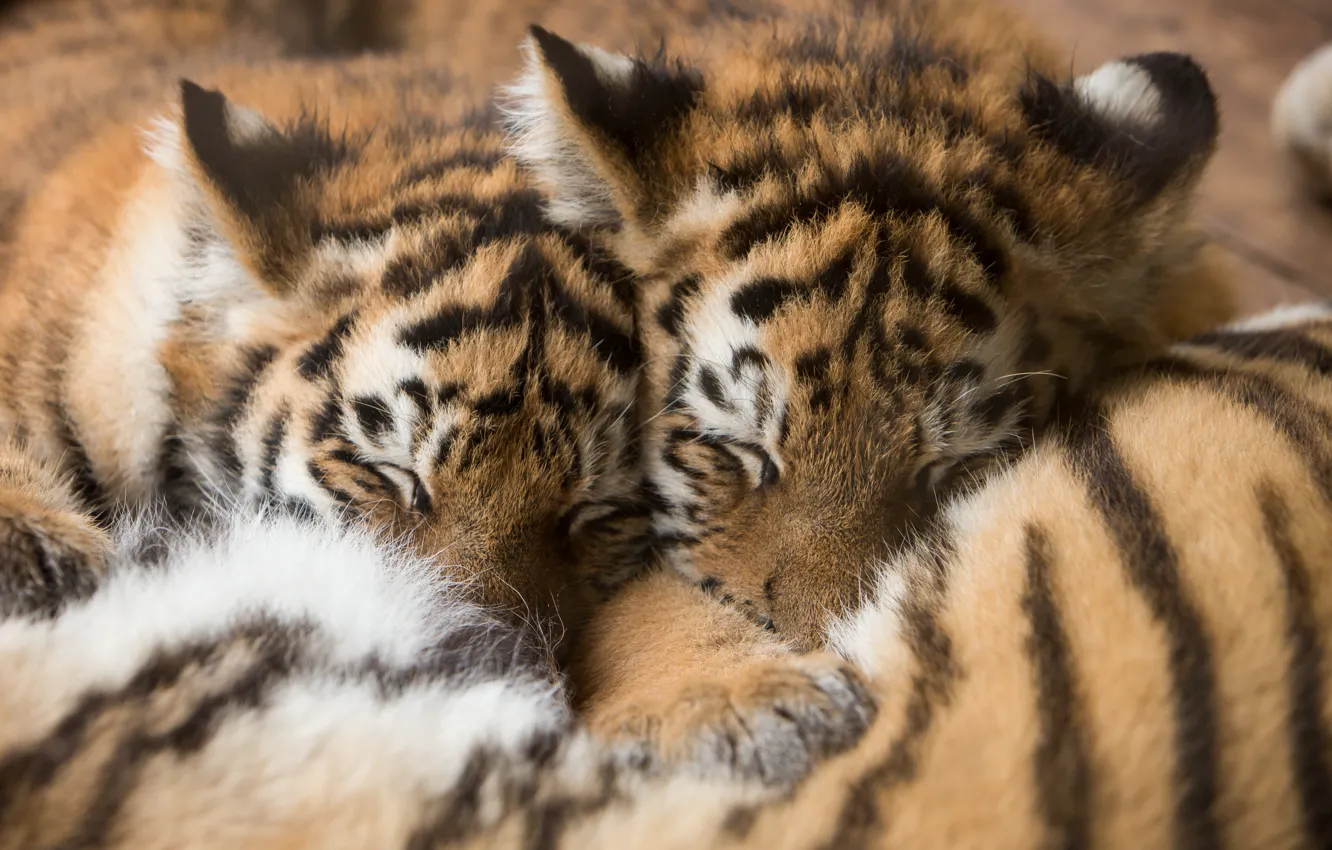 Фото обои кошки, тигр, сон, котята, мех, тигрята, спят, амурский