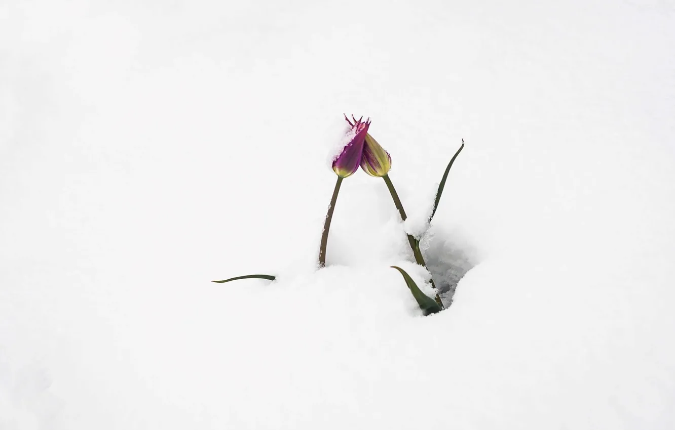 Фото обои снег, тюльпаны, апрель, молдова