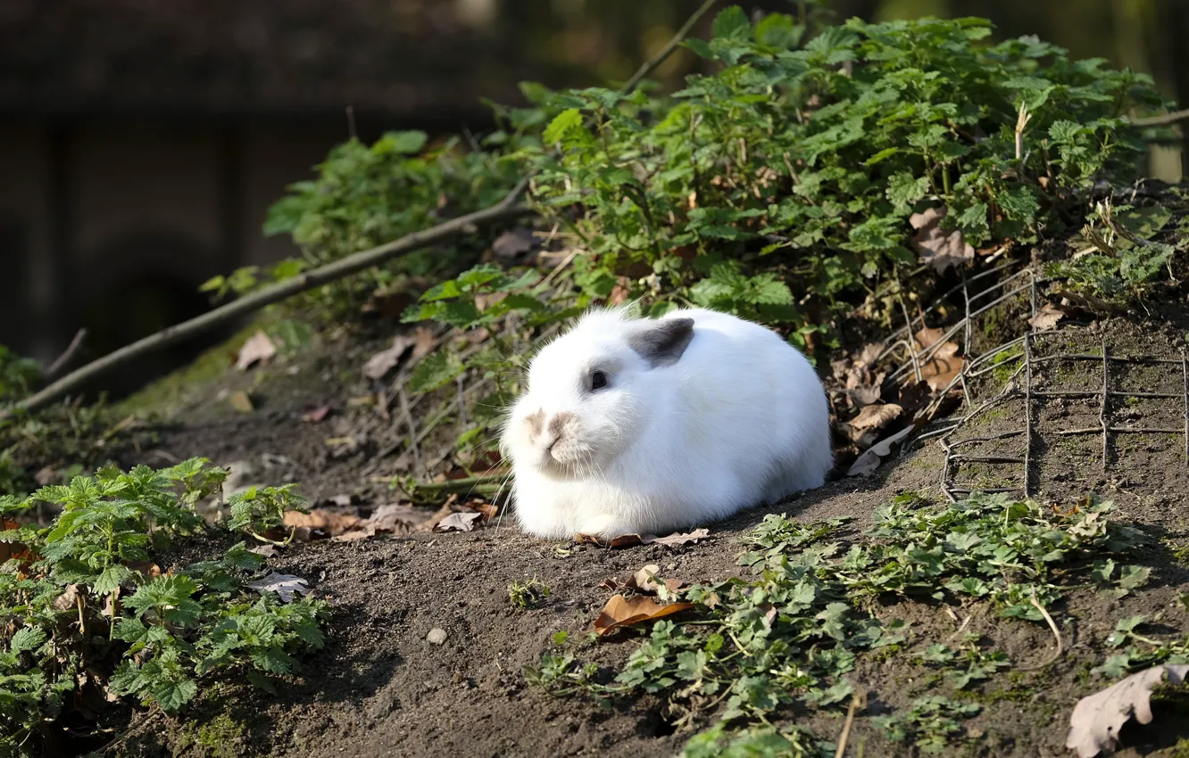 Фото обои Кролик, Заяц, Млекопитающий, Дикий Кролик