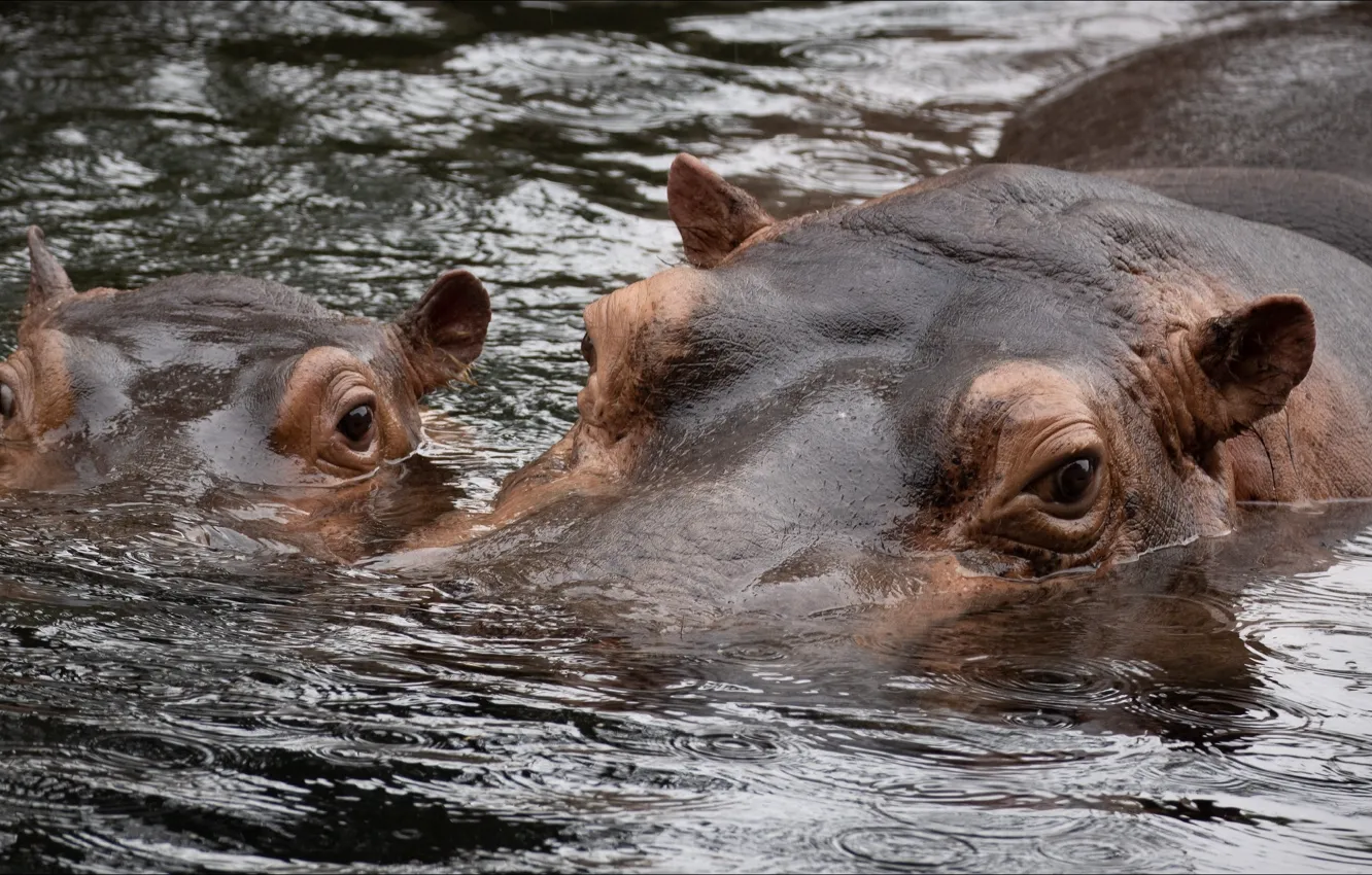 Фото обои животные, двое, animals, плавание, бегемоты, two, swiming, hippopotamus
