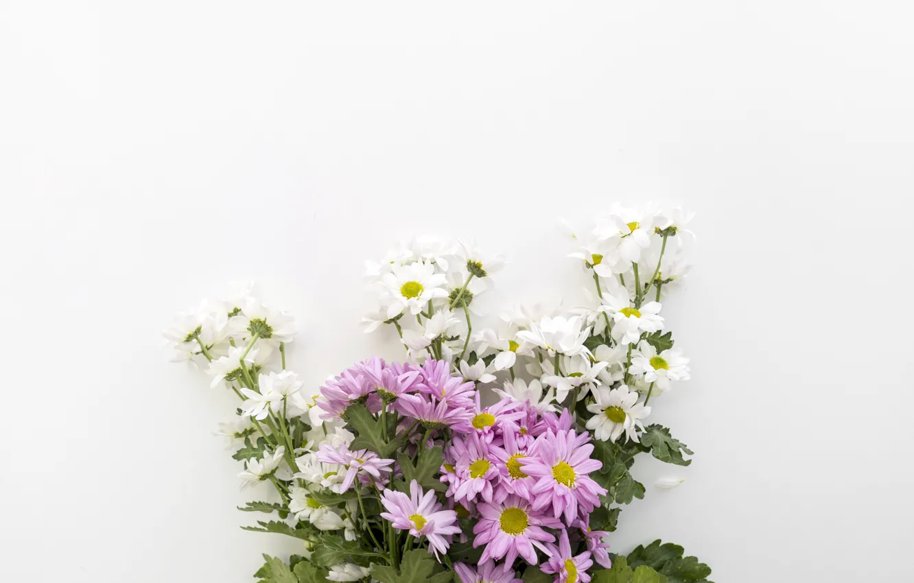 Фото обои белый, цветы, фон, ромашки, букет