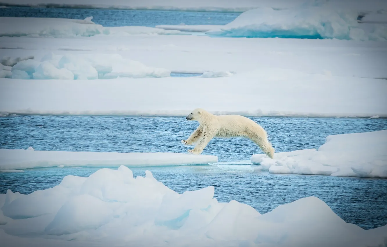 Фото обои прыжок, хищник, льдины, белый медведь, полярный