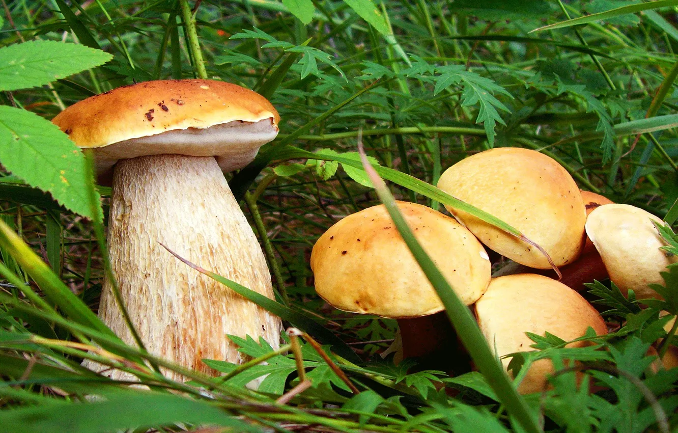 Фото обои семья, Белый гриб, лето лес