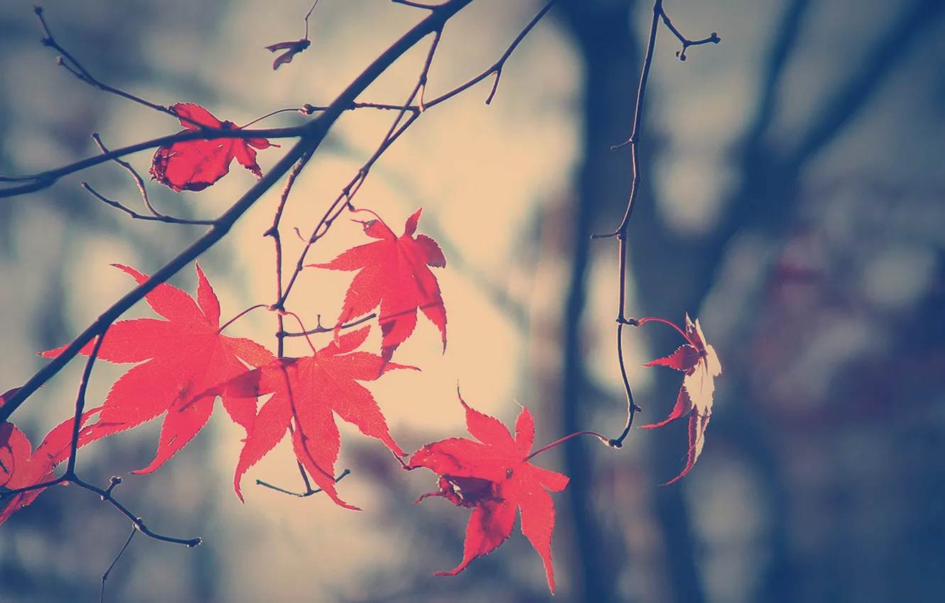Фото обои осень, листья, ветка, Fall