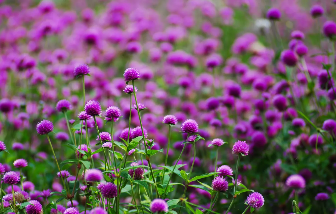 Фото обои цветы, поляна, размытость, Фиолетовые