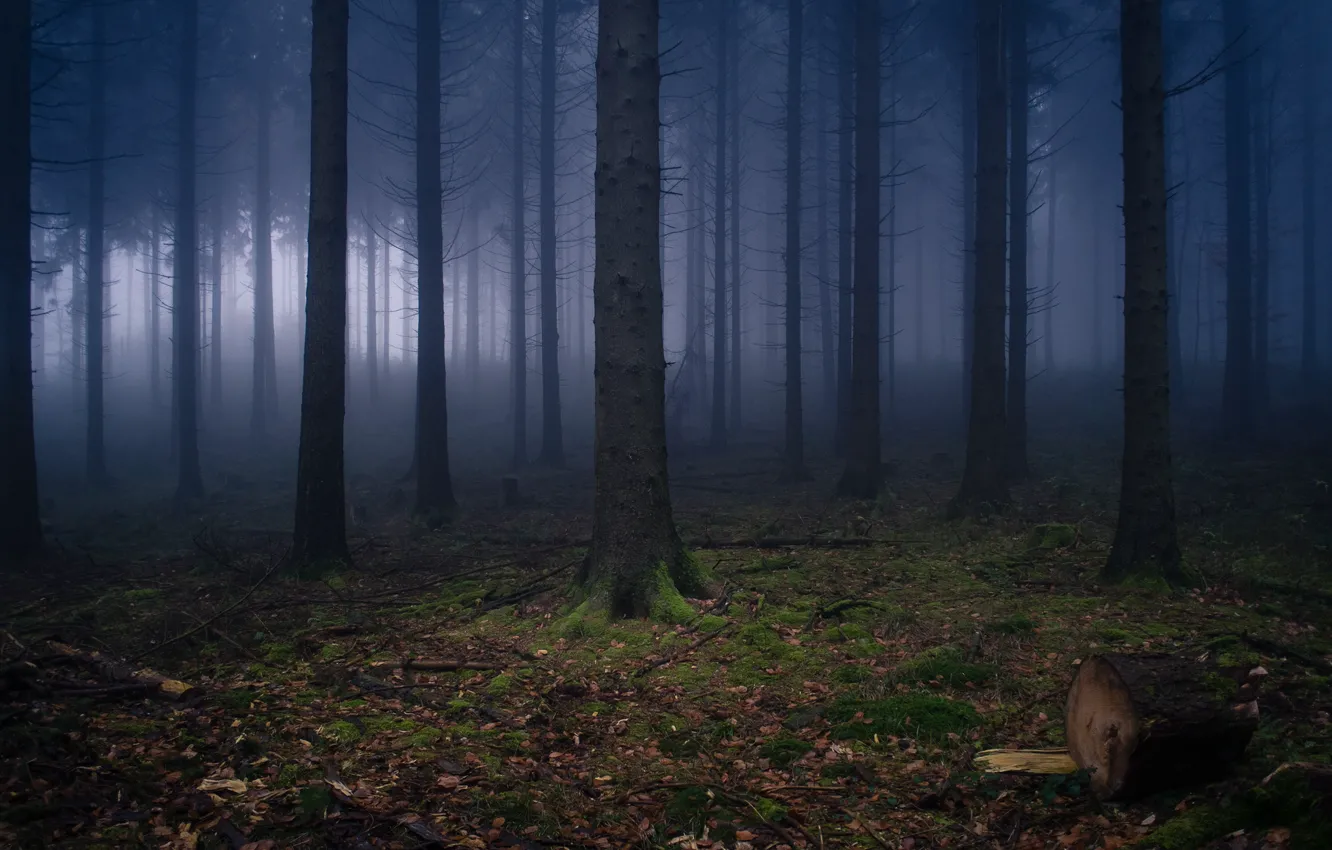 Фото обои лес, природа, Германия, дымка, Вильгельмсфельд