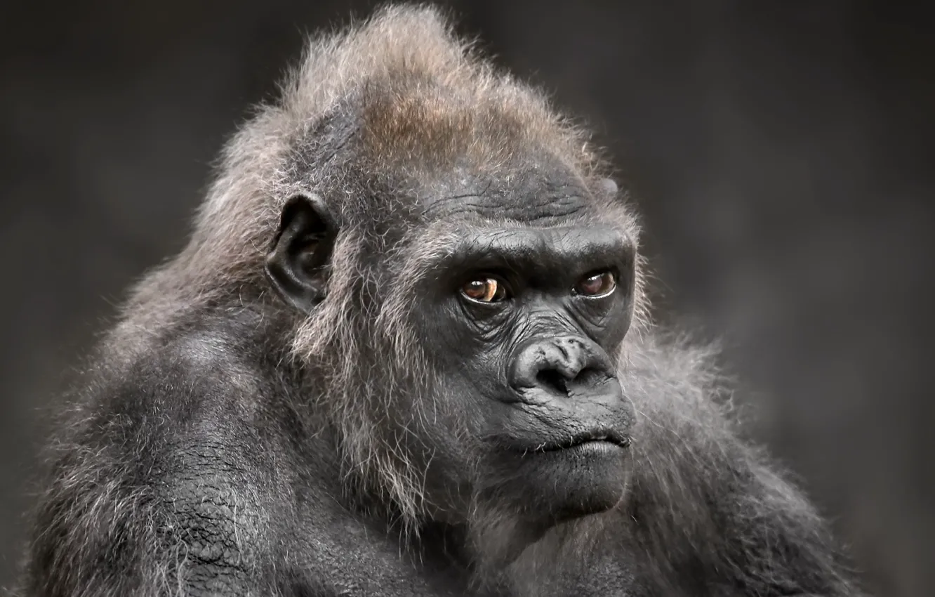 Фото обои взгляд, фон, gorilla
