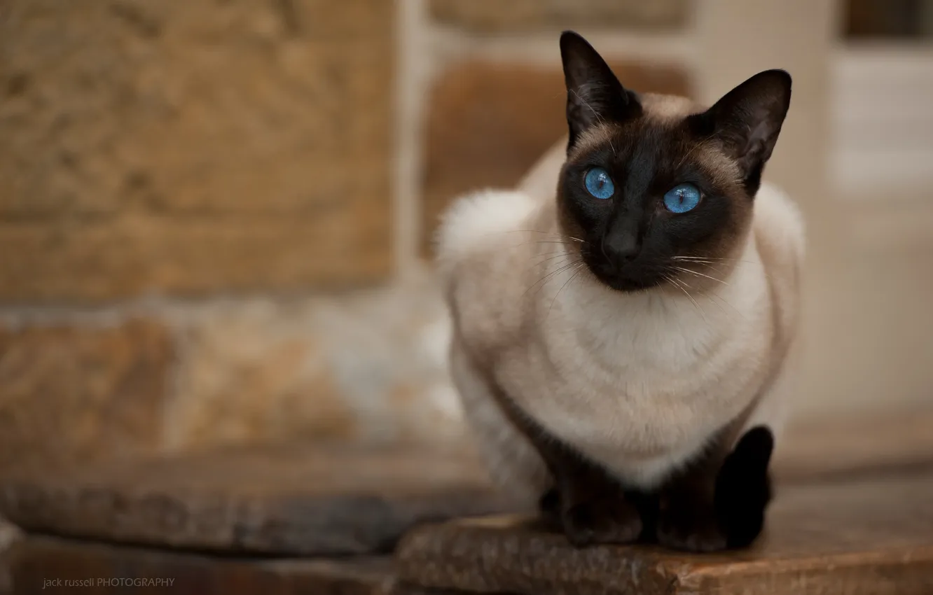 Фото обои кошка, взгляд, голубые глаза, Jack Russell, Тайская кошка