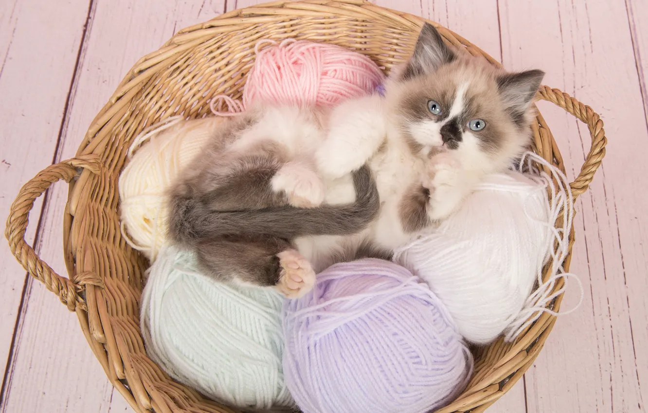 Фото обои кошка, взгляд, клубок, поза, котенок, фон, лапки, лежит