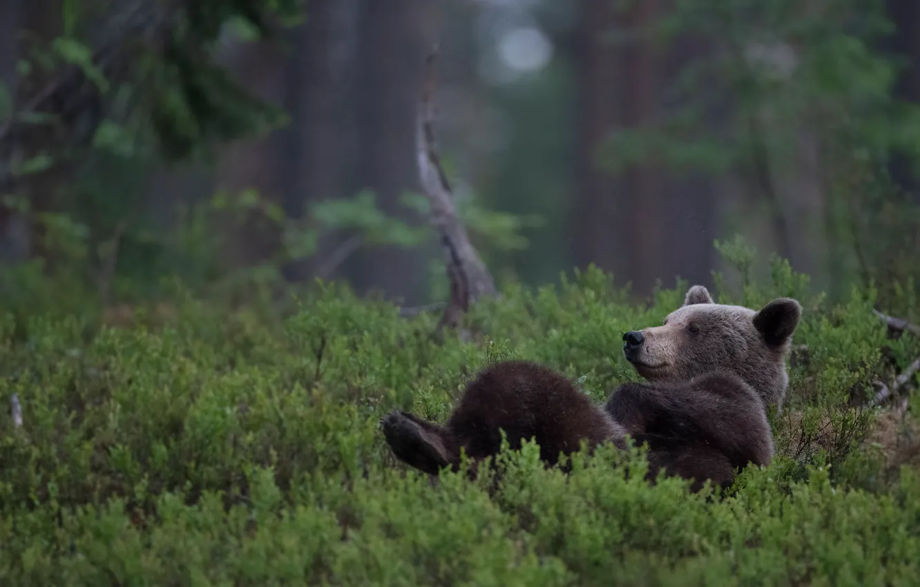 Фото обои лес, релакс, медведь, расслабон