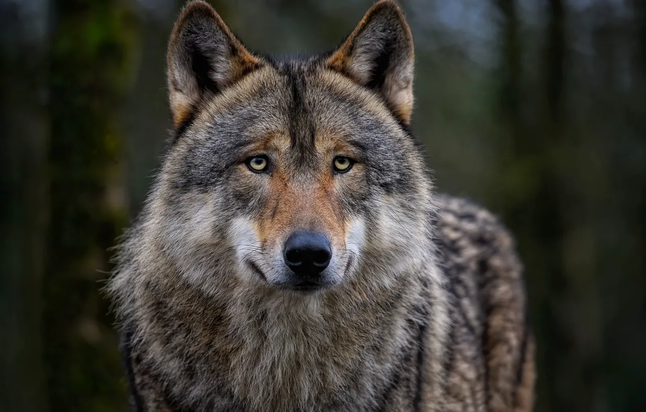 Фото обои nature, predator, animal, wolf, wildlife, portrait, portrait., Canis lupus. face