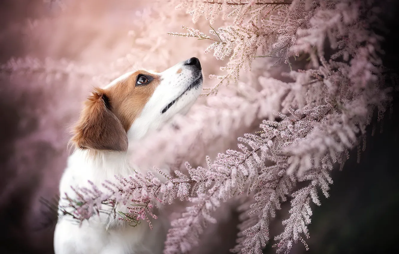 Фото обои друг, собака, весна