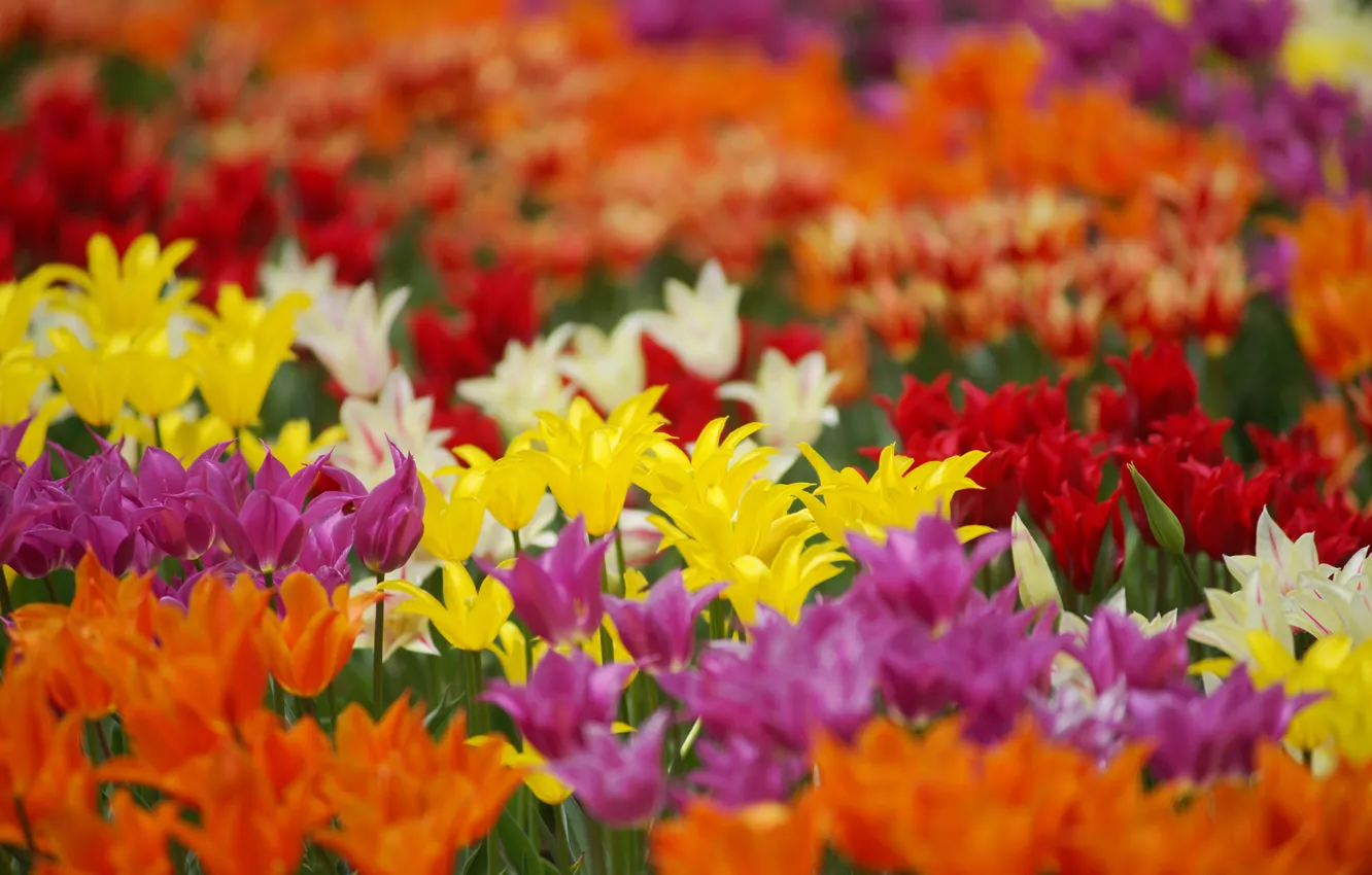 Фото обои поле, цветы, цветные, тюльпаны, красные, белые, сиреневые, жнлтые