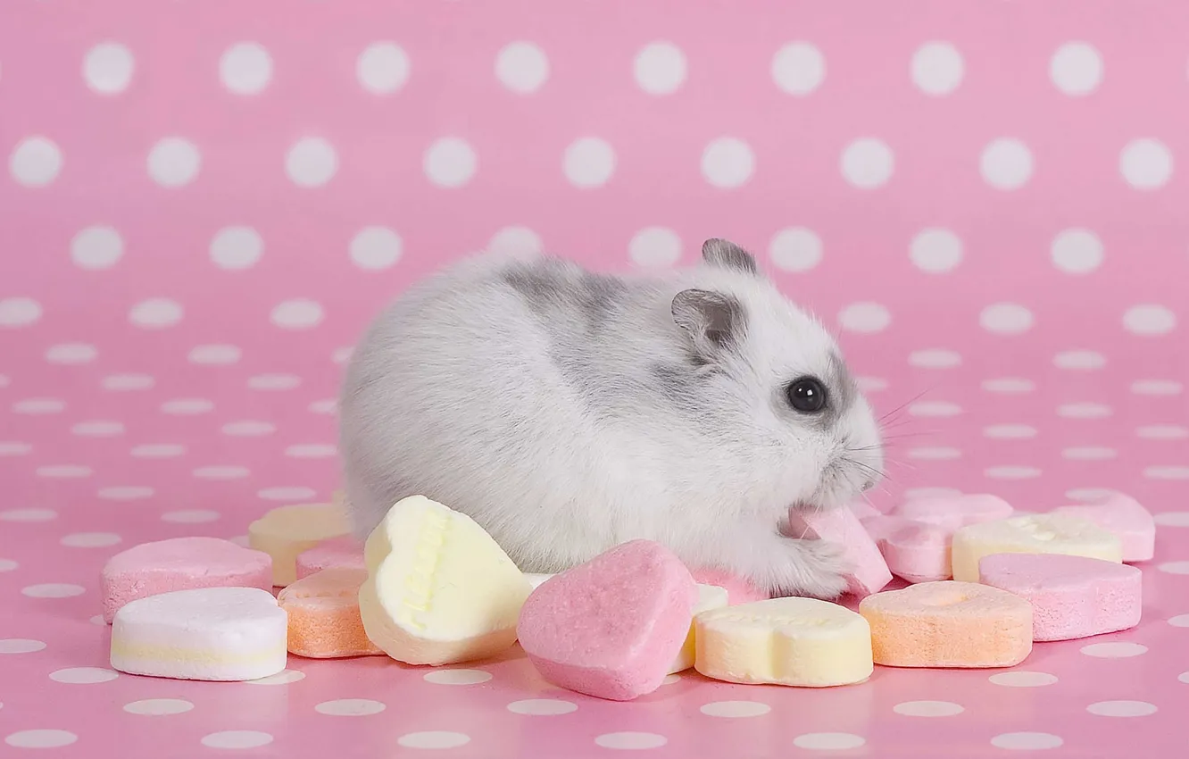 Фото обои animals, cookies, hamster