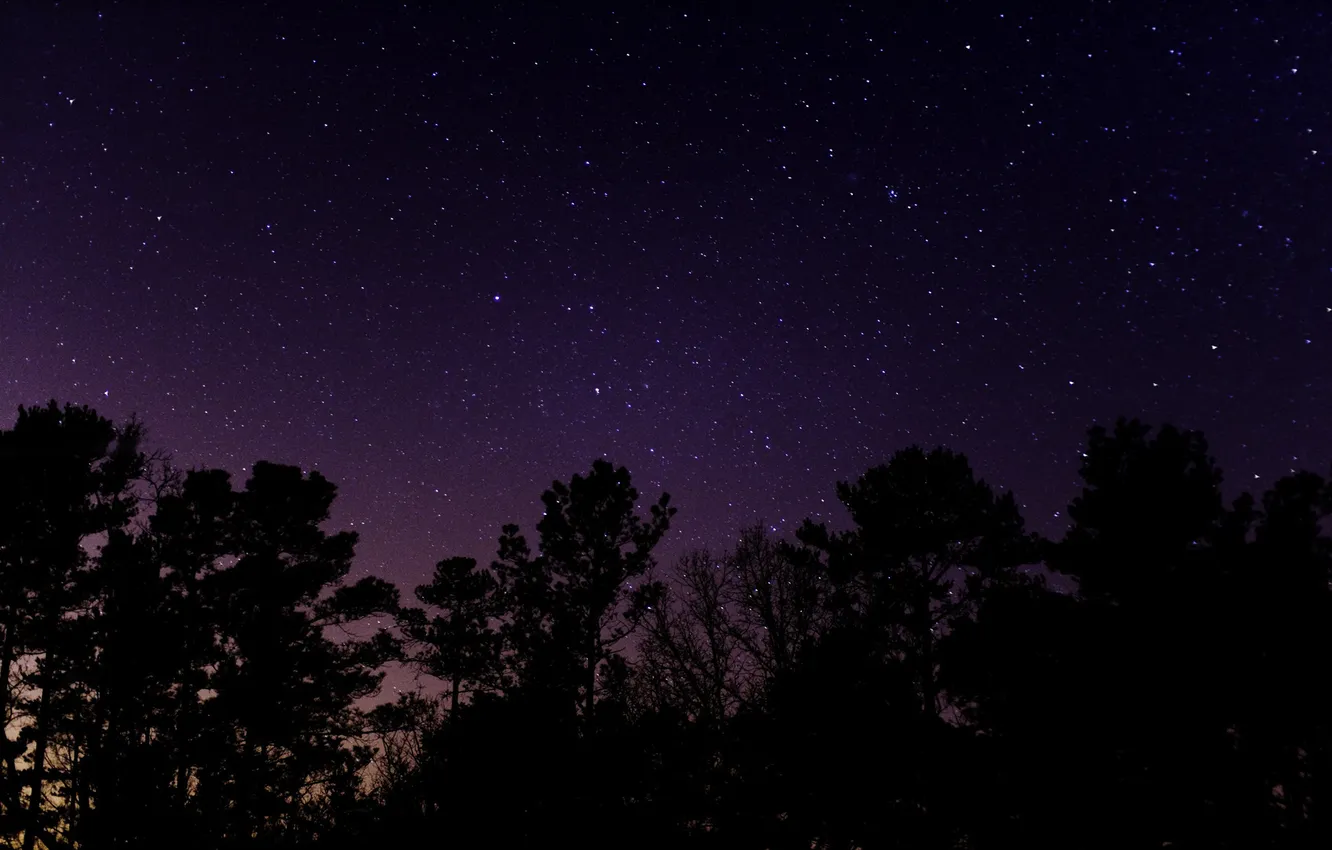 Фото обои деревья, вечер, звездное небо