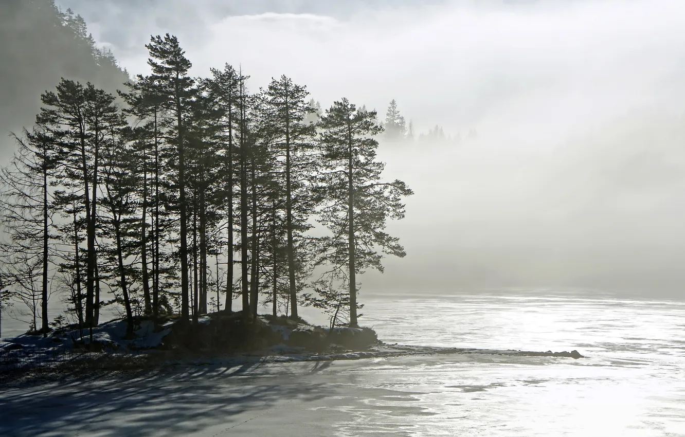 Фото обои деревья, пейзаж, природа, туман, озеро, утро