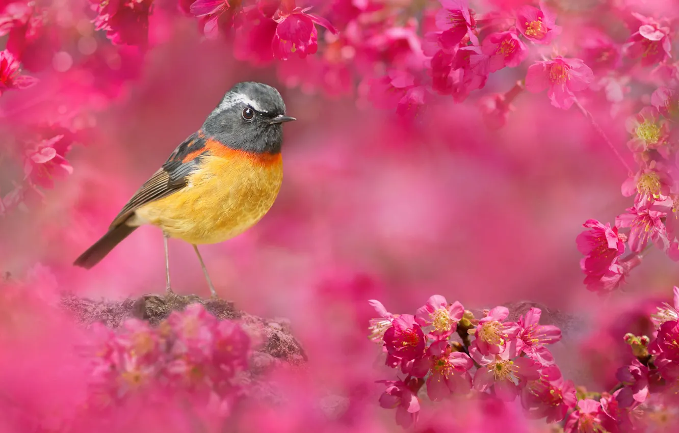 Фото обои природа, вишня, птица, Тайвань, цветки, боке, FuYi Chen