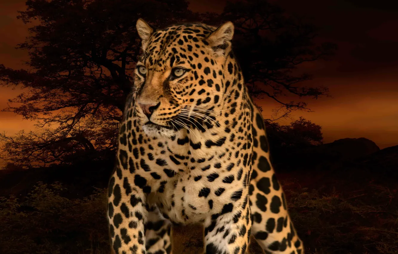 Фото обои Леопард, Деревья, Хищник, Дикая кошка, Большая кошка, Фотомантаж