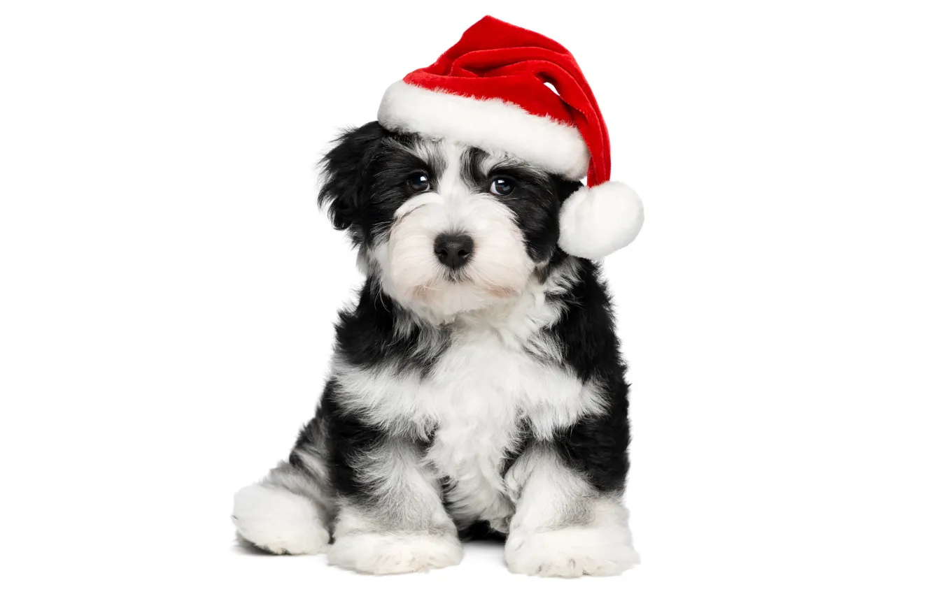 Фото обои животные, красный, праздник, черно-белый, новый год, рождество, собака, милый