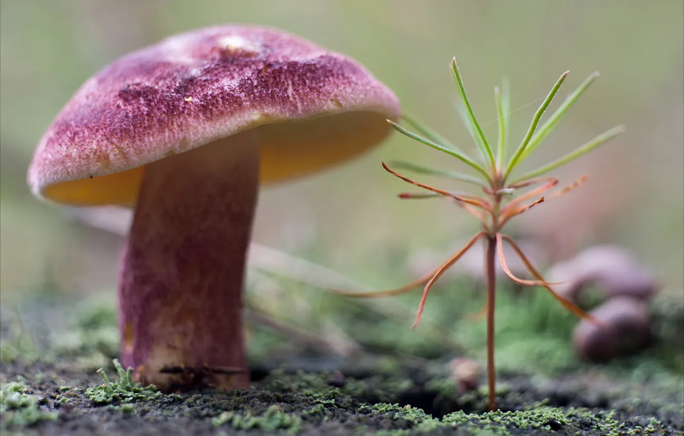 Фото обои природа, гриб, растение, мох
