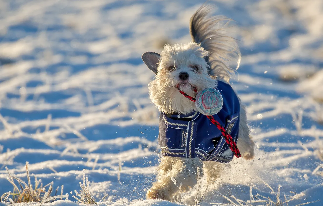 Фото обои зима, снег, настроение, игрушка, собака, прогулка