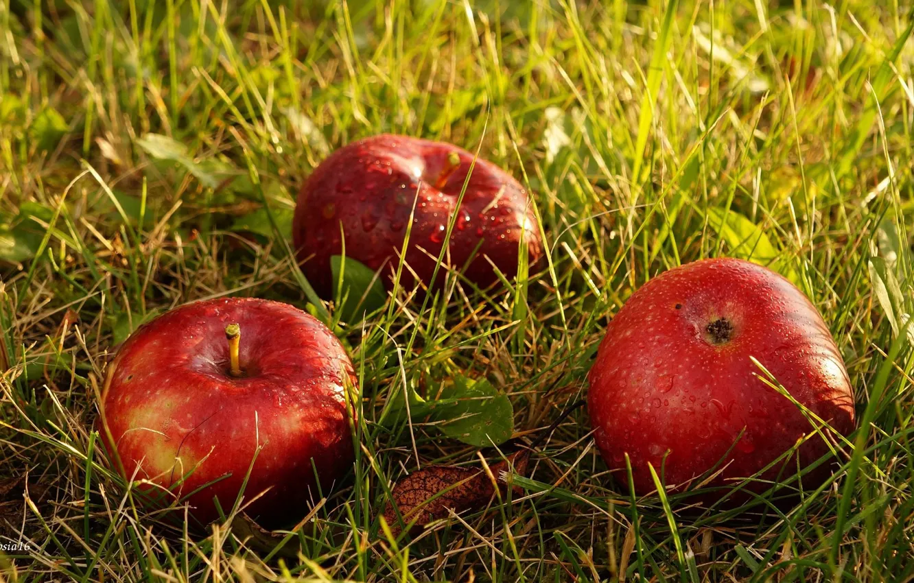 Фото обои осень, трава, макро, роса, яблоки, плоды