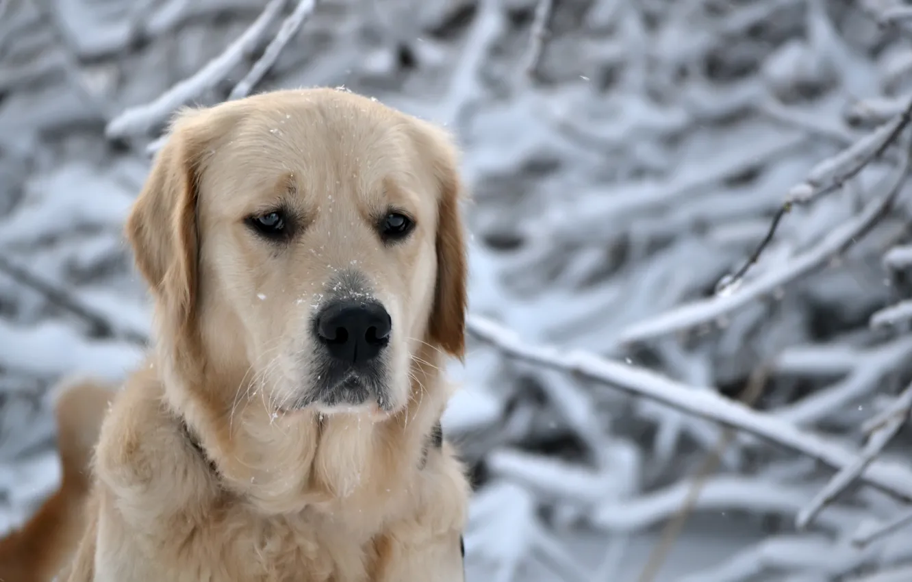 Фото обои зима, лес, глаза, морда, снег, снежинки, природа, собака