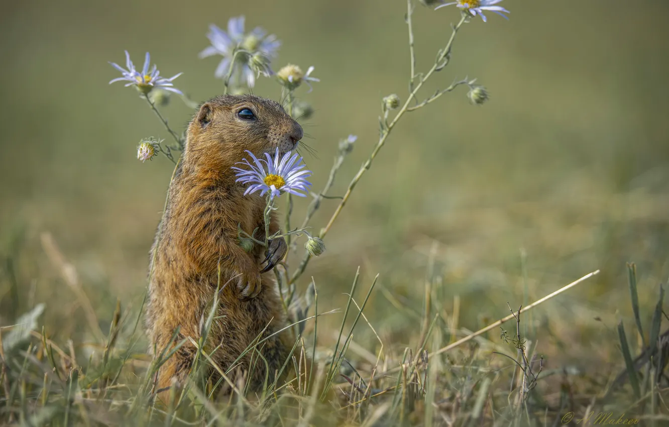 Фото обои трава, цветы, природа, животное, сурок, зверёк, Александр Макеев