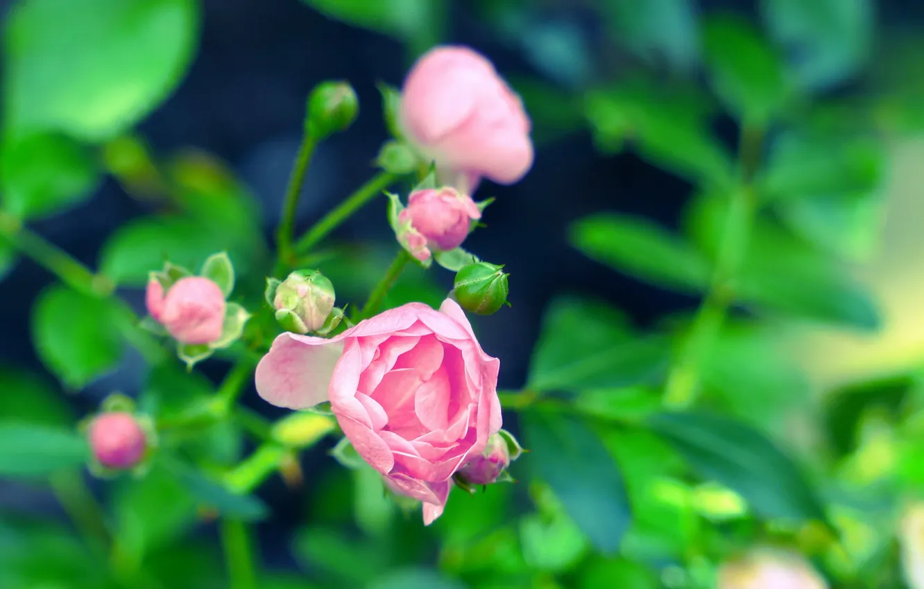 Фото обои цветок, фон, розовая, роза, размытость, бутоны