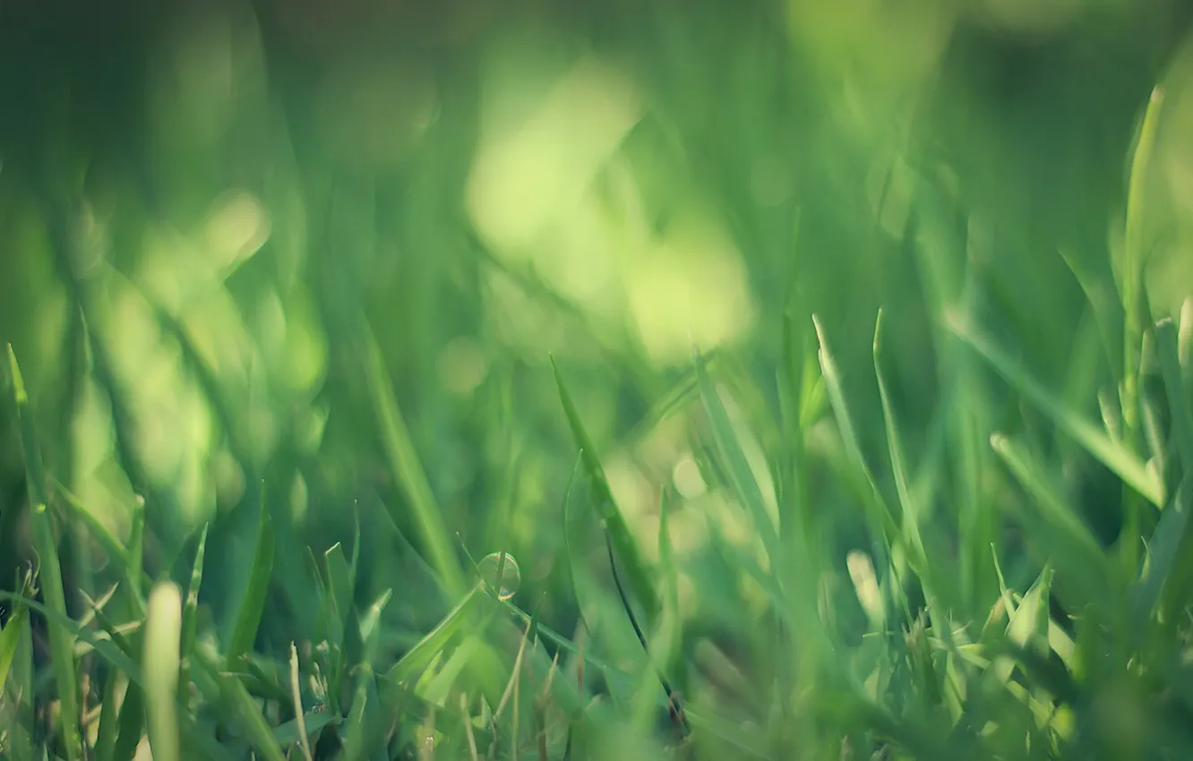 Фото обои трава, зеленый, grass