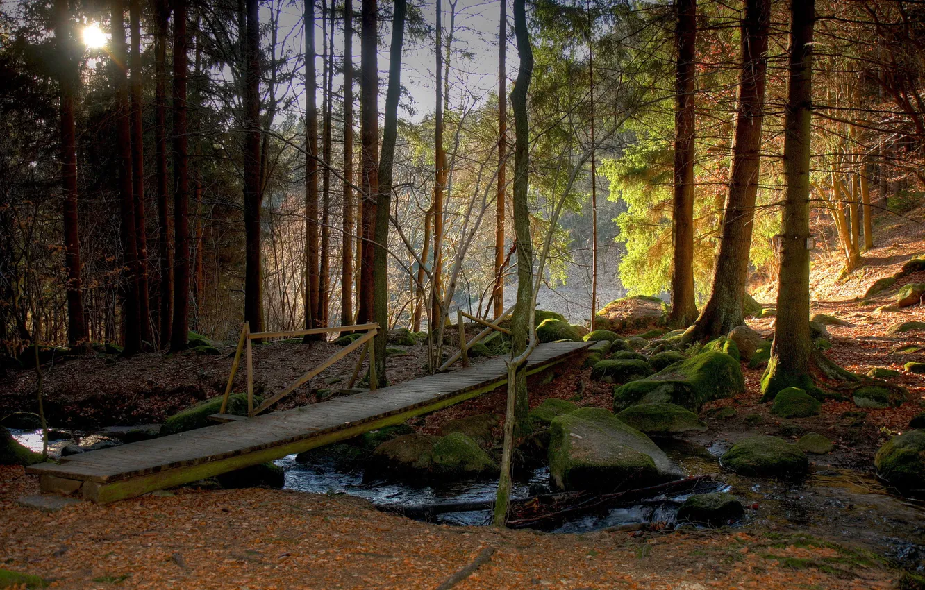 Фото обои лес, деревья, мост, природа, Германия, Бавария
