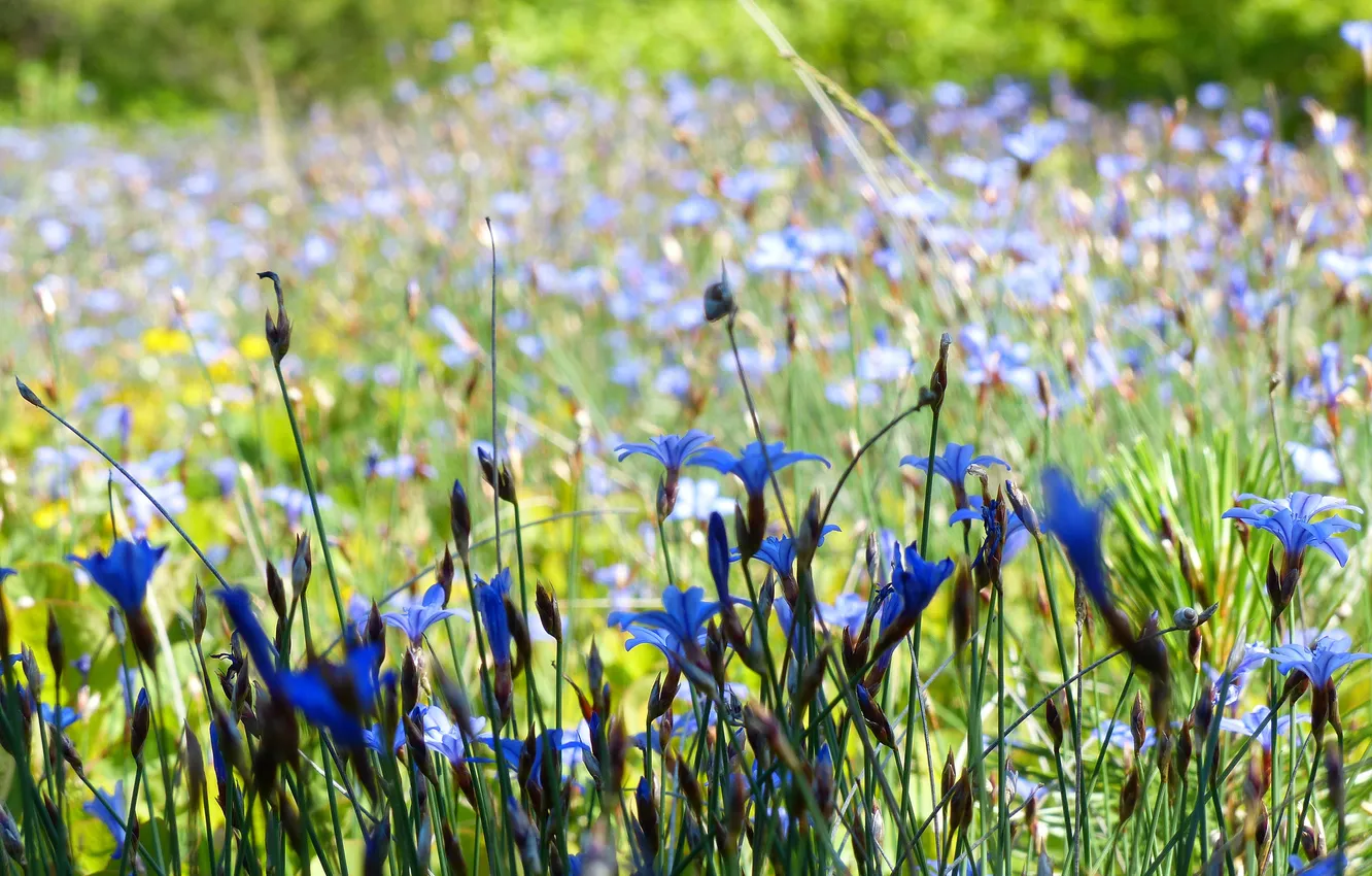 Фото обои поле, цветы, размытость, голубые