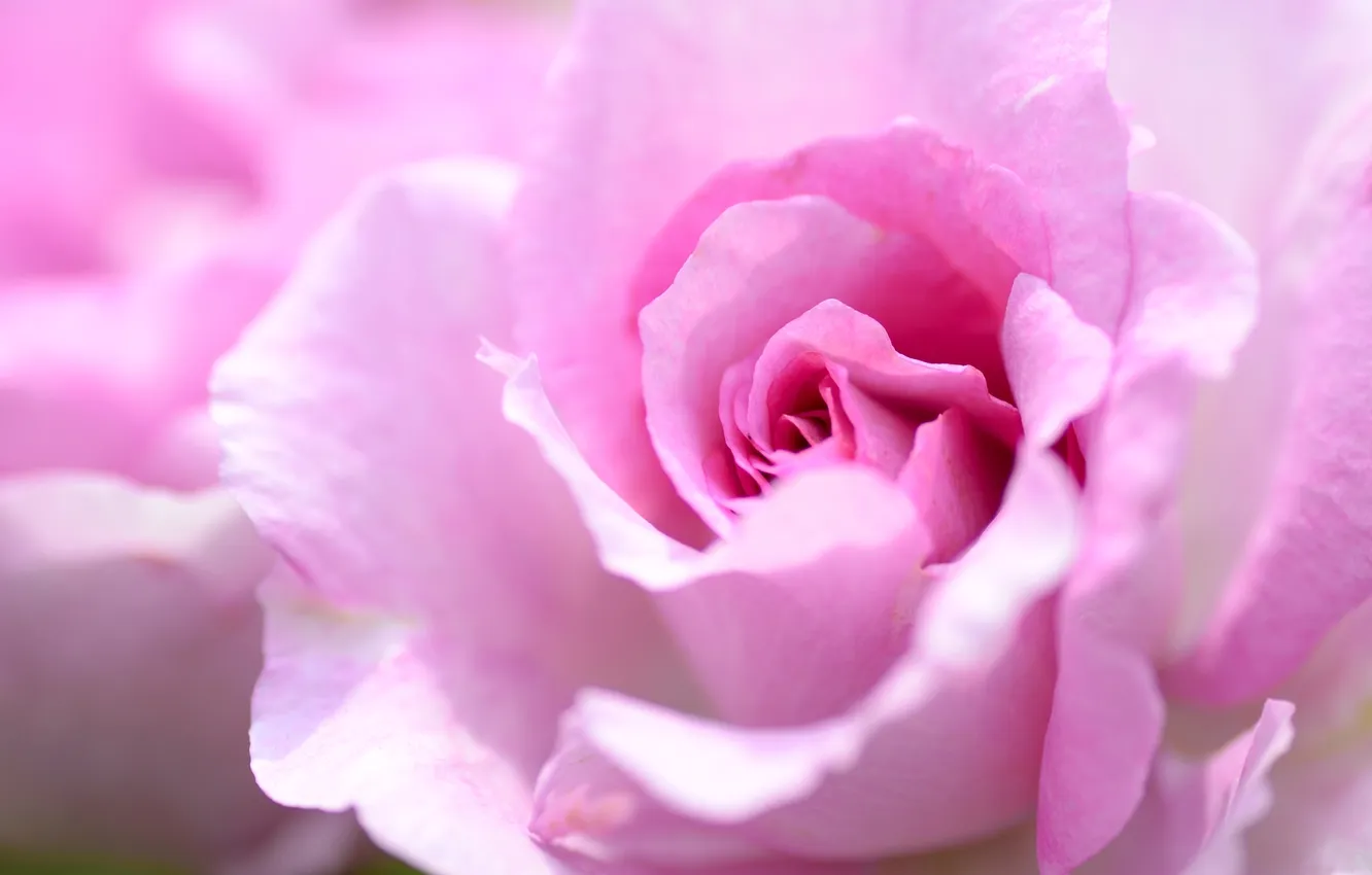 Фото обои макро, розовый, роза, лепестки