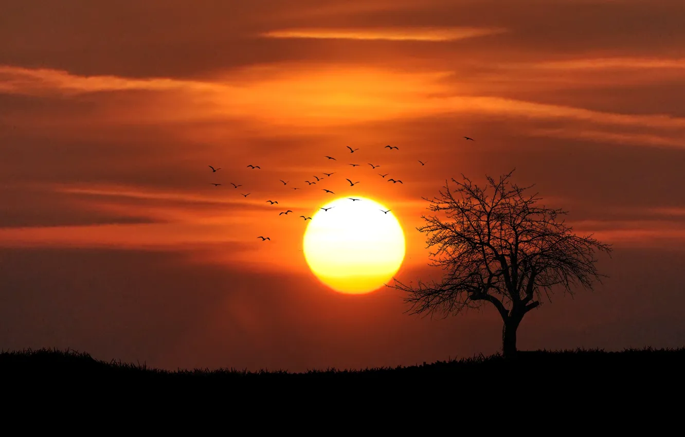 Фото обои вечер, силуэт, одинокое дерево, sunset, закат солнца, evening, стая птиц, silhouette