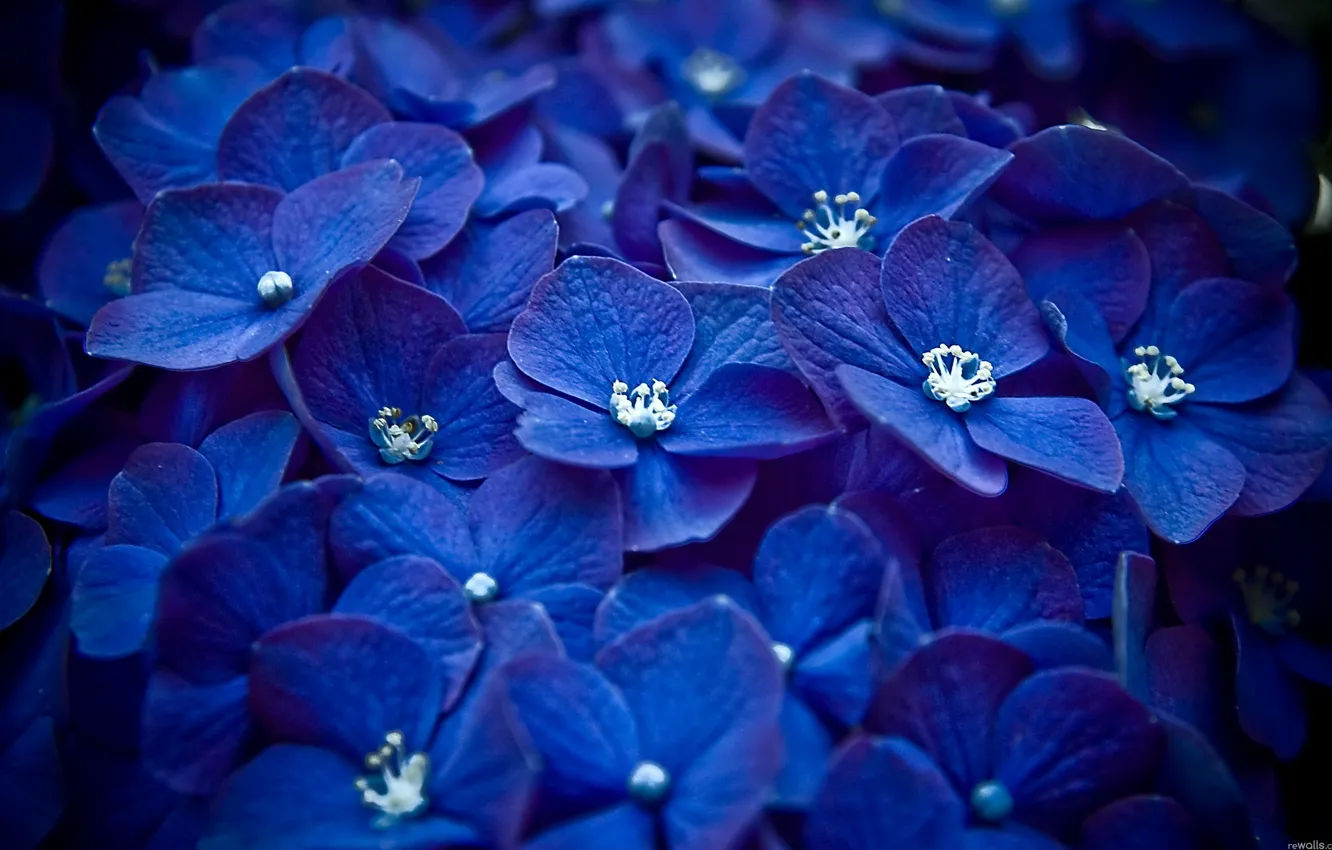 Фото обои макро, цветы, синий, Лепестки, много