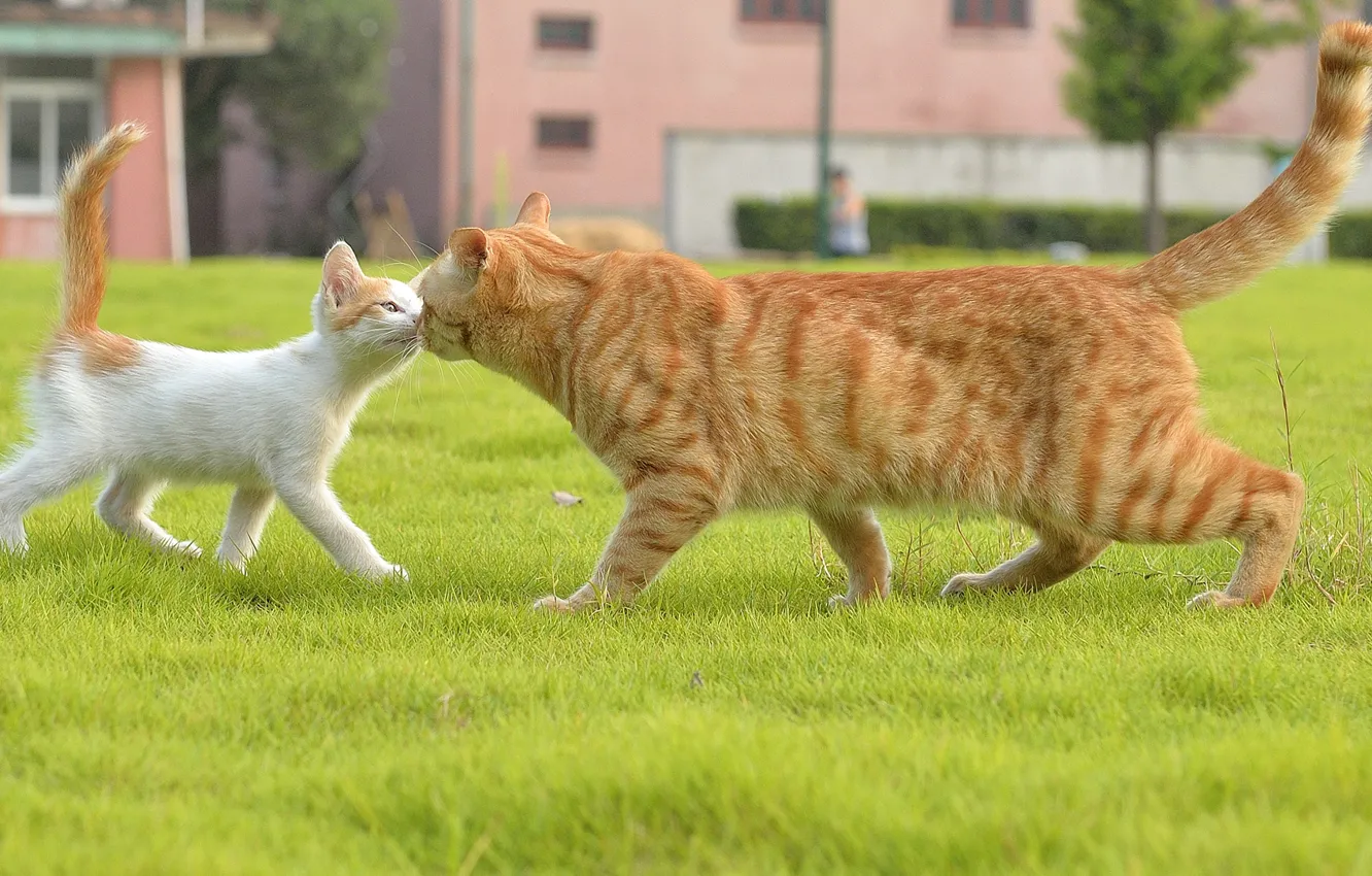 Фото обои кошка, трава, встреча, котёнок