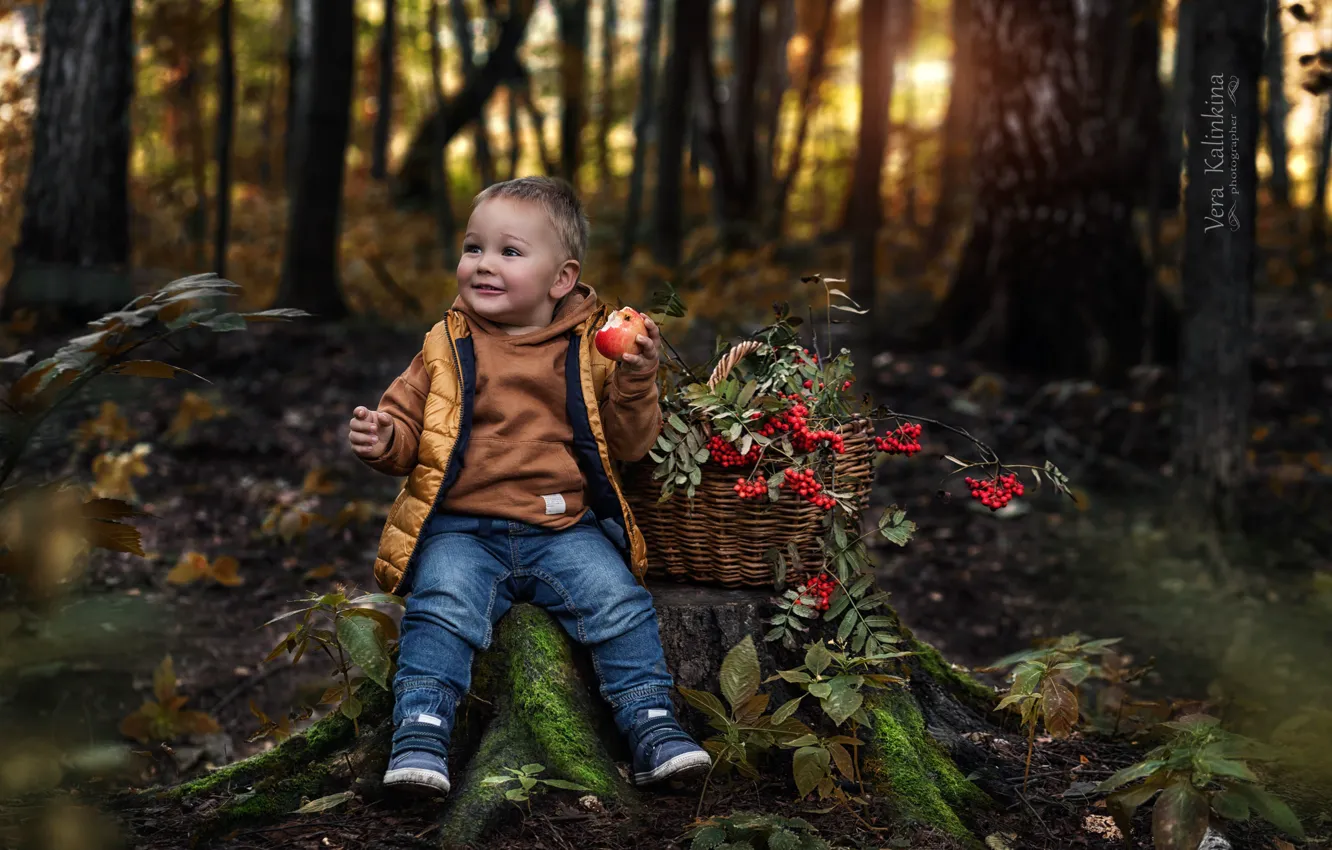 Фото обои лес, улыбка, корзина, яблоко, мальчик, рябина