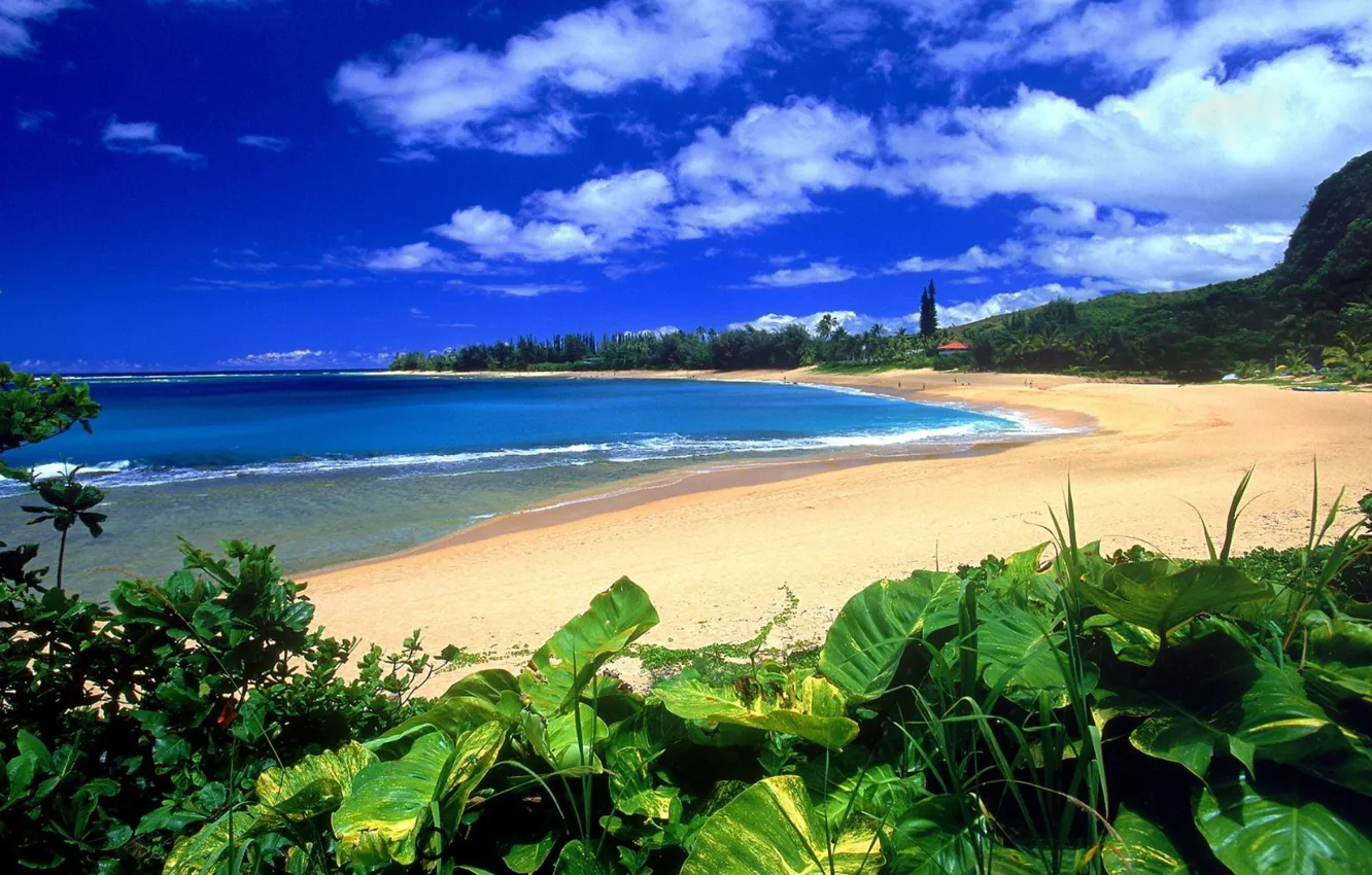Фото обои пляж, растительность, beach, Haena