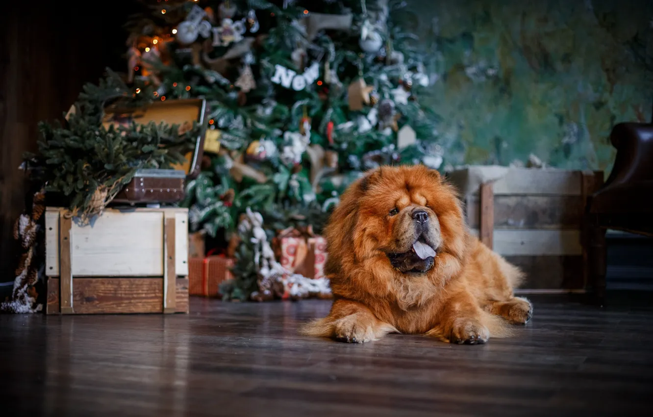 Фото обои елка, собака, Рождество, Новый год, чау-чау