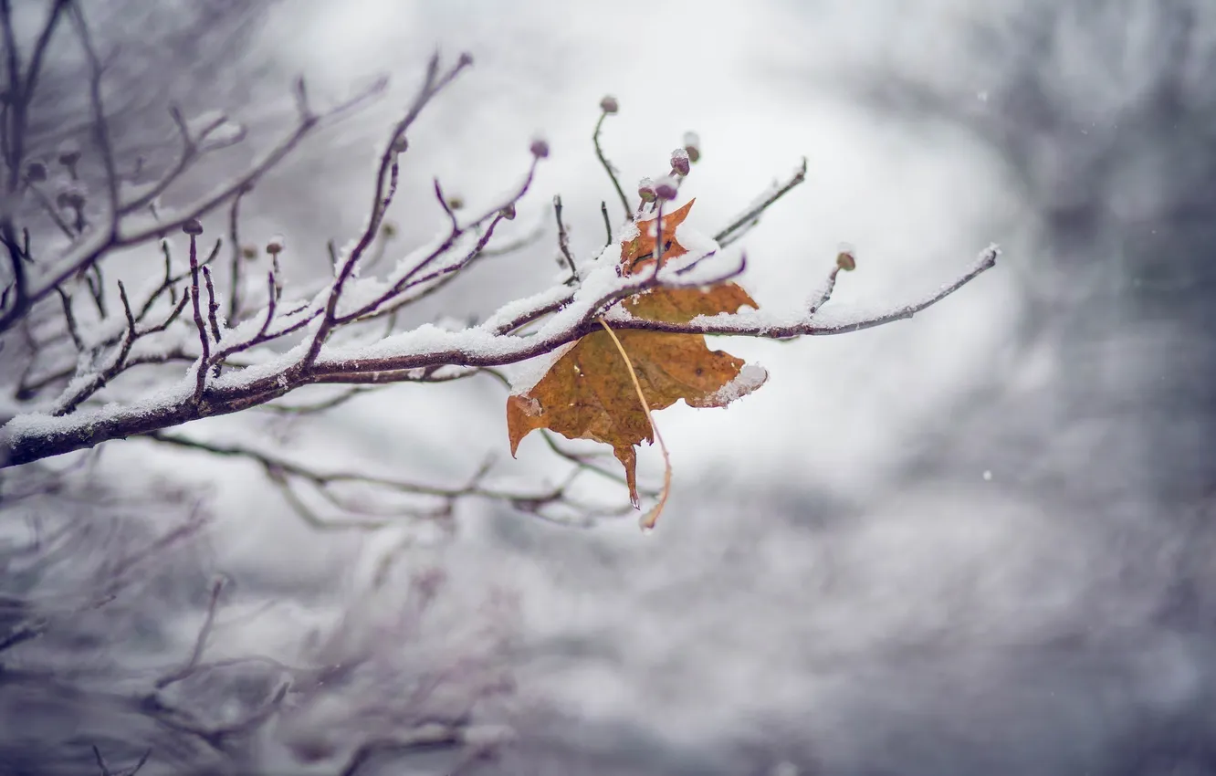 Фото обои холод, зима, макро, снег, лист, цвет, лёд, ветка