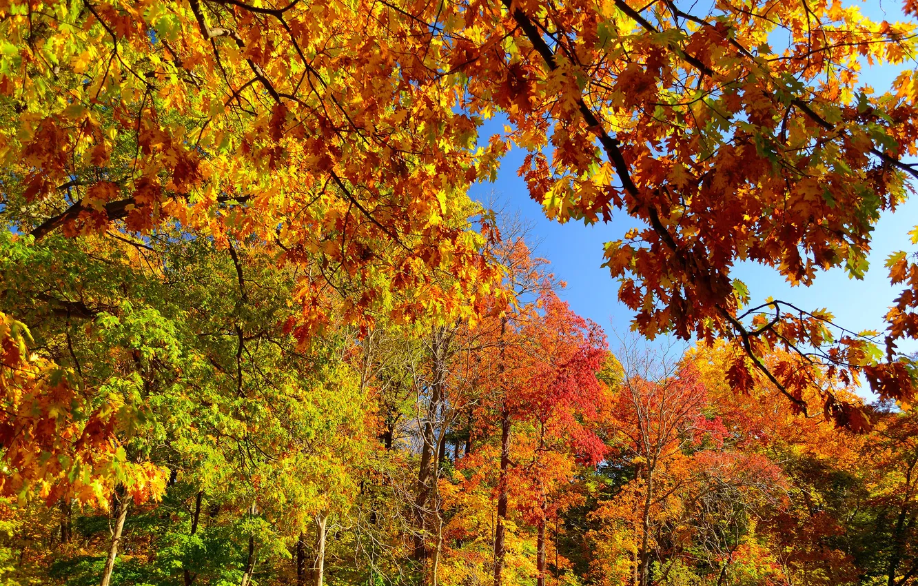 Фото обои осень, лес, небо, листья, деревья, ветки