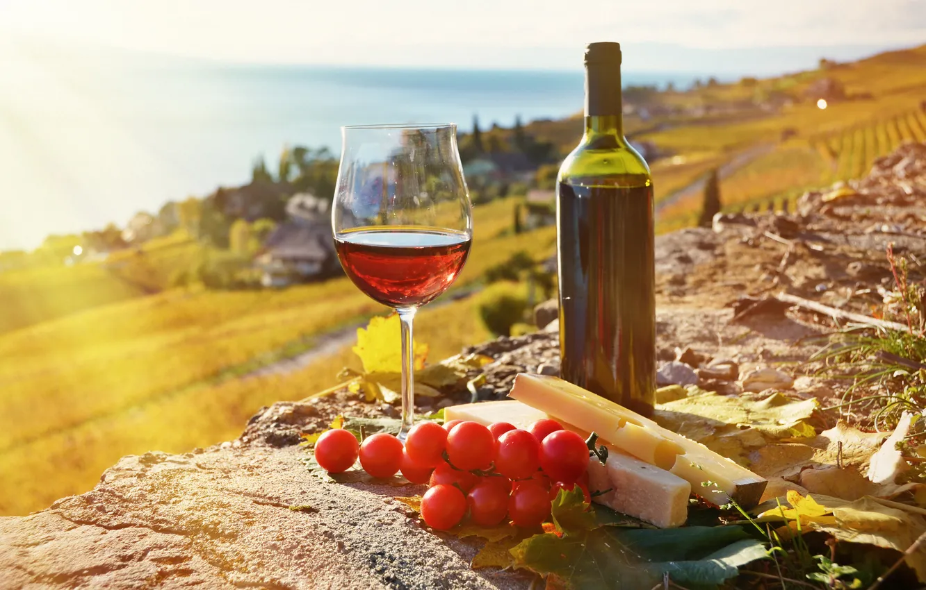 Фото обои вино, сыр, помидоры, виноградники