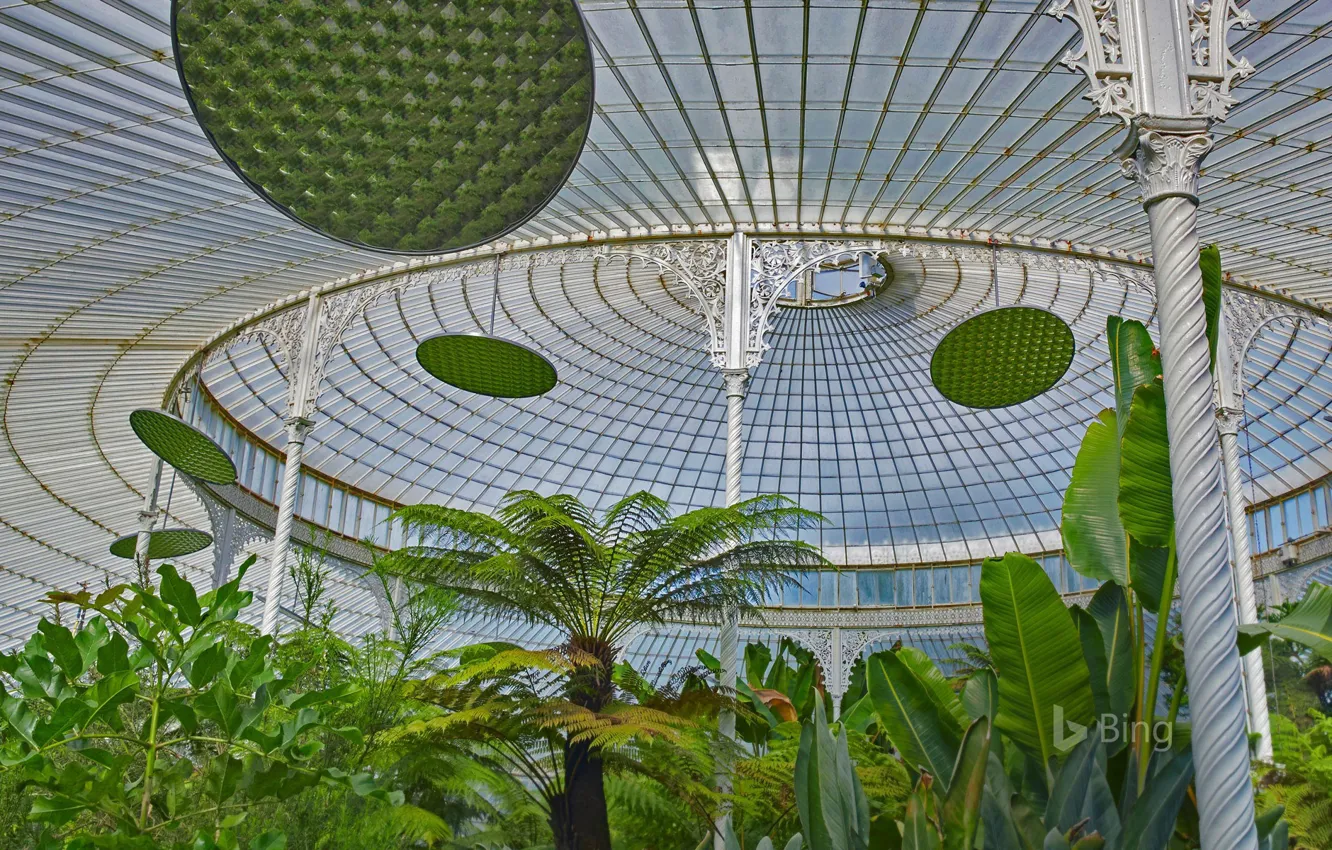 Фото обои листья, природа, растение, Шотландия, Ботанические сады Глазго