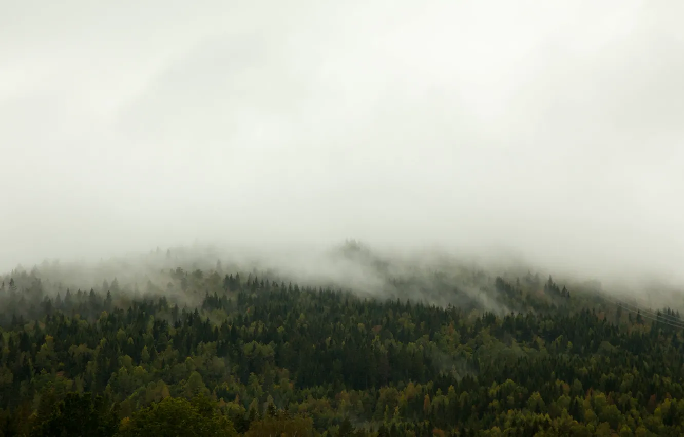 Фото обои trees, fog, hill