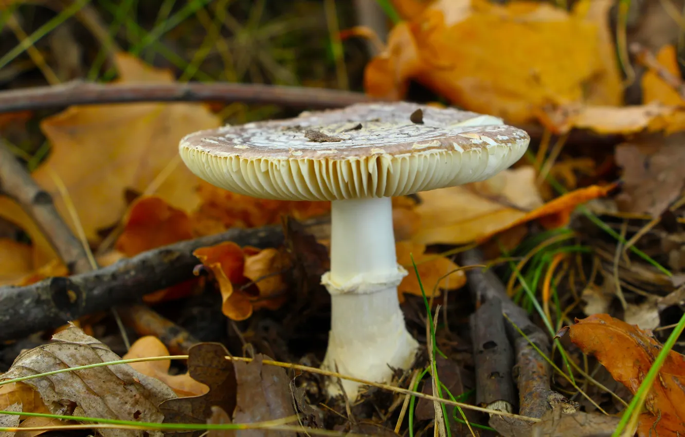 Фото обои forest, autumn, mashroom