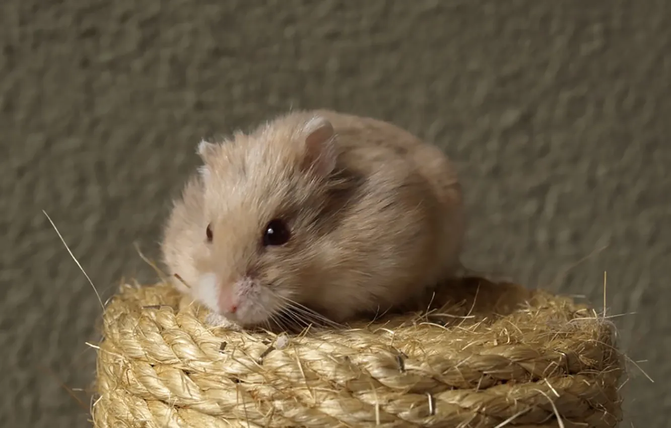 Фото обои cute, mouse, mammal, hamster