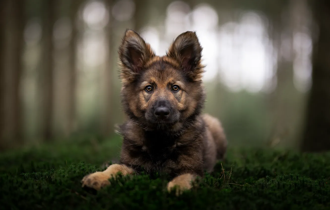 Фото обои мох, собака, щенок, уши, мордашка, боке, Немецкая овчарка