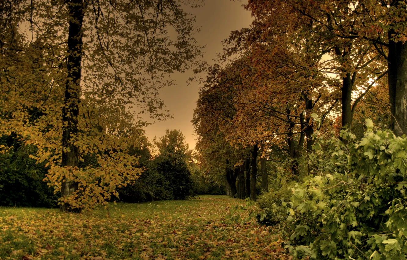 Фото обои листья, деревья, парк, вечер, Осень, листопад, trees, nature
